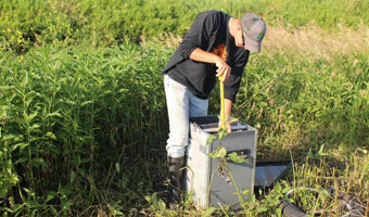 Controlled Drainage Practices Boost Yields, Stem Nutrient Runoff