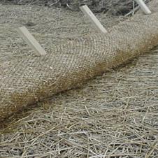  Straw Wattle 9